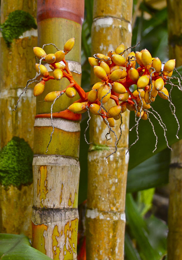Berries on Bamboo Hawaii Photograph by Venetia Featherstone-Witty
