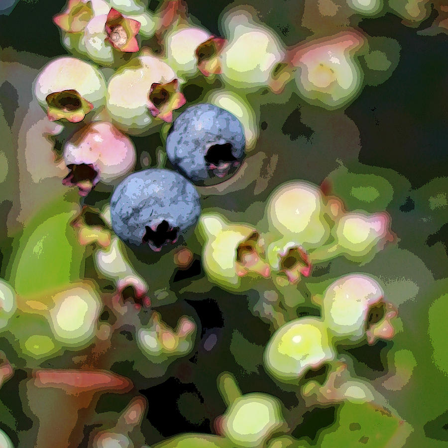 Blueberry Photograph - Berries by Patsy Zedar
