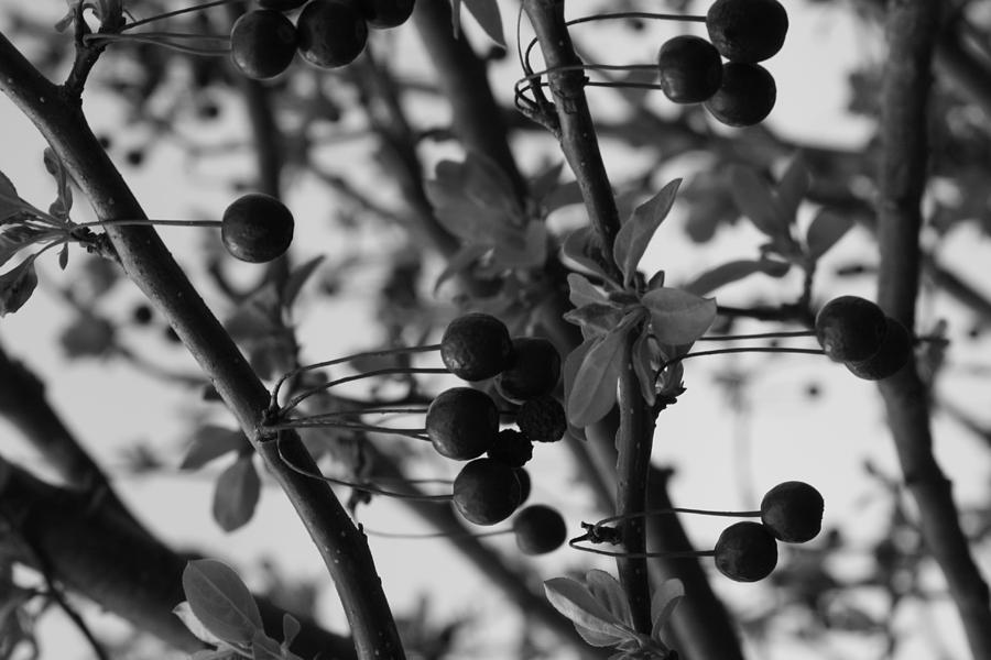 Berries Photograph by Tanya Eckhout Fine Art America