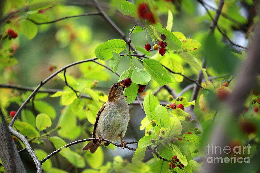 Bird and Berries Photograph by Charline Xia
