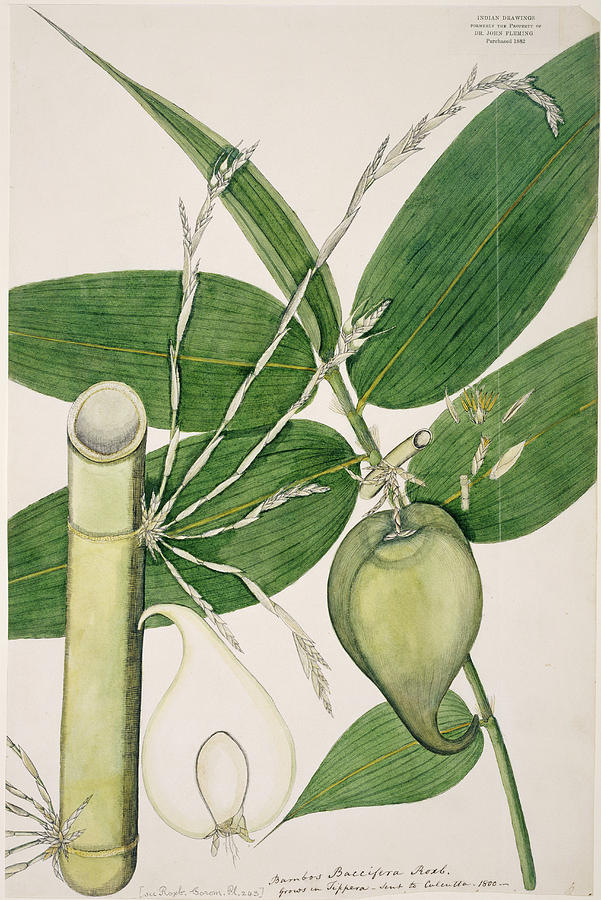 Berry Bamboo (melocanna Baccifera) Photograph by Natural History Museum, London/science Photo Library