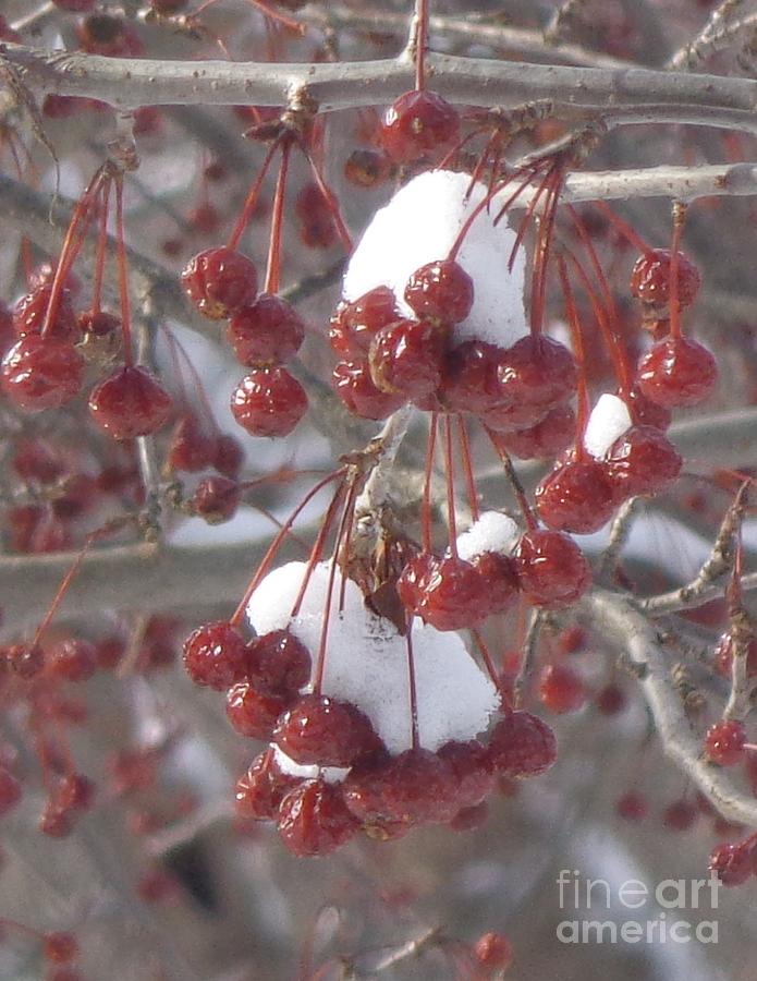 Winter Photograph - Berry Basket by Christina Verdgeline