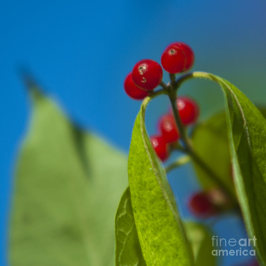 Berry Berry Photograph by Ryan Heffron