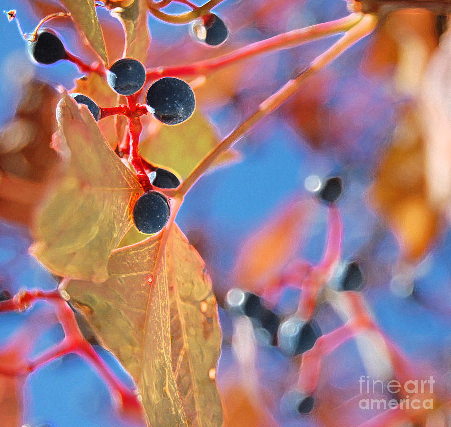 Berry Blue by jrr Photograph by First Star Art