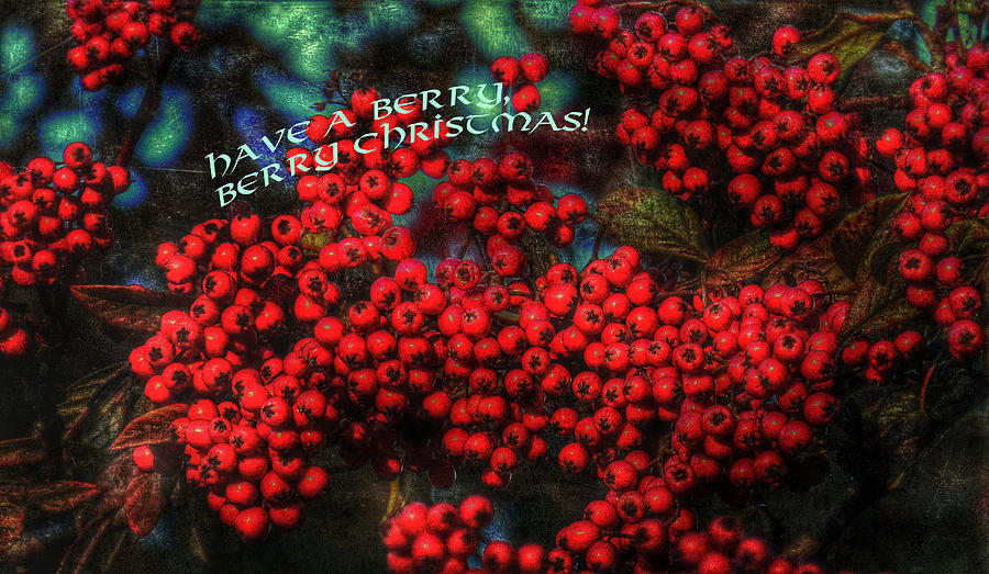 Berry Christmas Greeting Card Photograph by Connie Handscomb