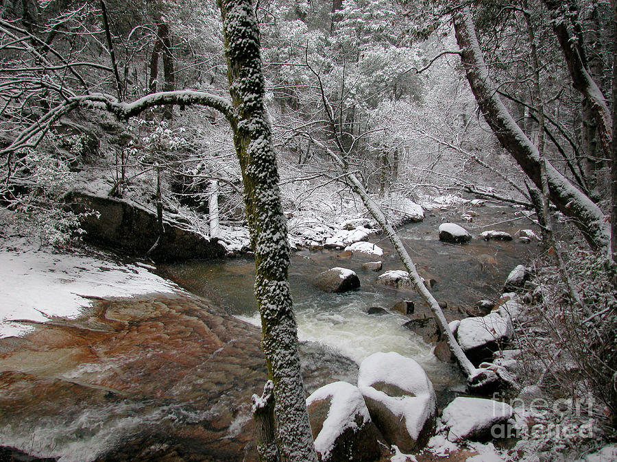 Berry Creek In Winter Photograph by Ron Sanford
