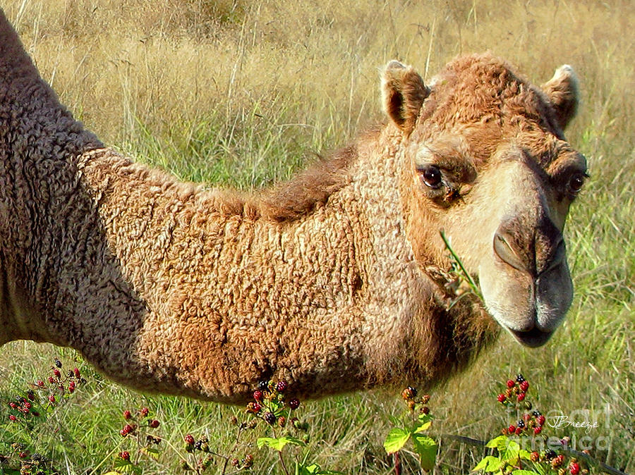 Camel Photograph - Berry Cute Camel by Jennie Breeze
