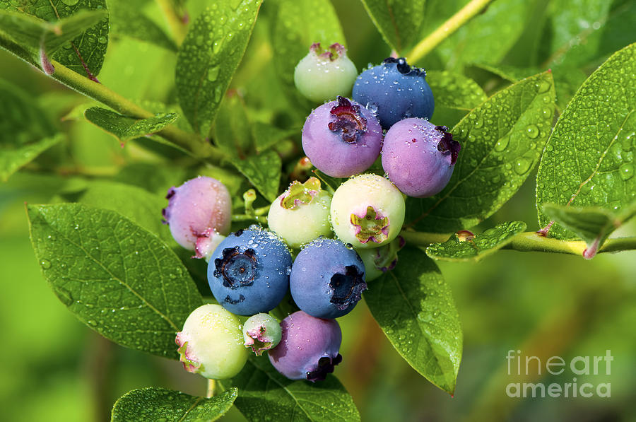Blueberry Photograph - Berry Fresh 2 by Sharon Talson