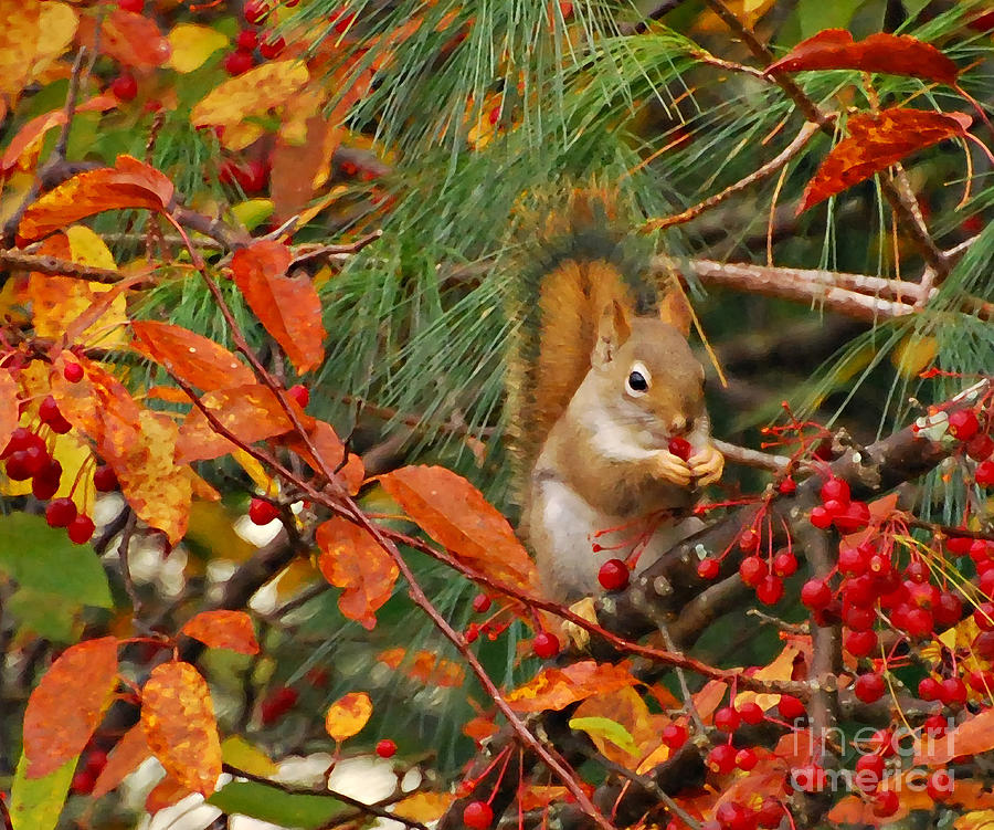Berry Loving Squirrel Photograph by Kerri Farley