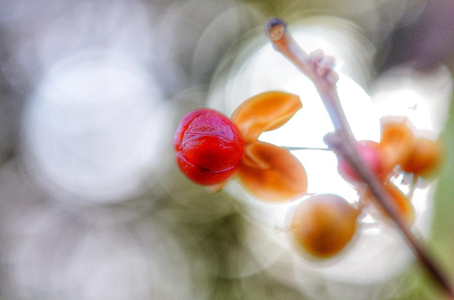 Nature Photograph - Berry by Marianna Mills