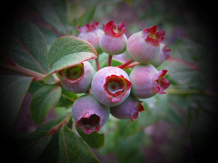 Berry Unripe Photograph by MTBobbins Photography