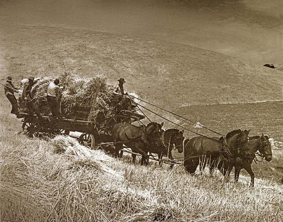 Hay Wagon Photograph - Berta Ranch Hay wagon Carmel Valley California  Circa 1940 by Monterey County Historical Society