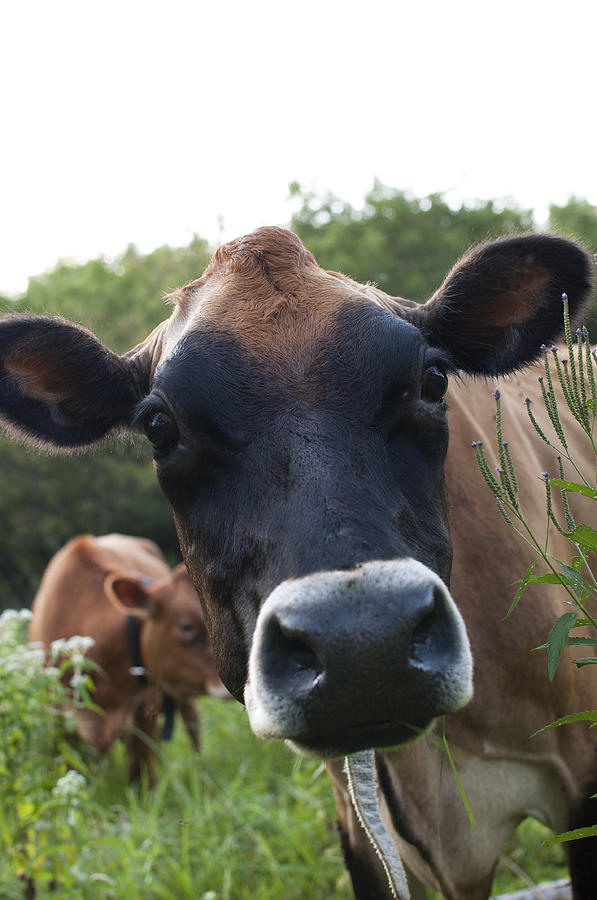 Cow Photograph - Bertha by Elizabeth Gray