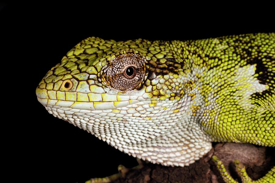 Berthold's Bush Anole Photograph by Dr Morley Read/science Photo ...