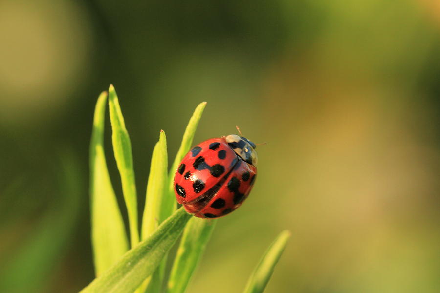Ladybug Photograph - Beruska by Laddie Halupa
