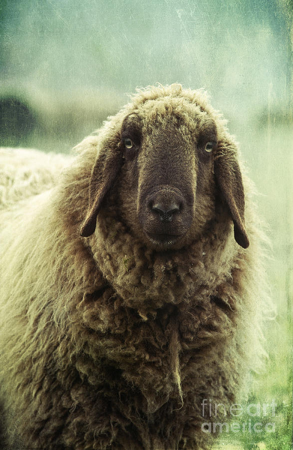 Sheep Photograph - Besch da Pader by Priska Wettstein