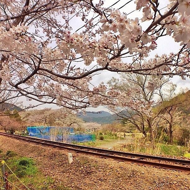 Spring Photograph - Beside Sl Steam Train Rails.
do Lado by Luis Toma