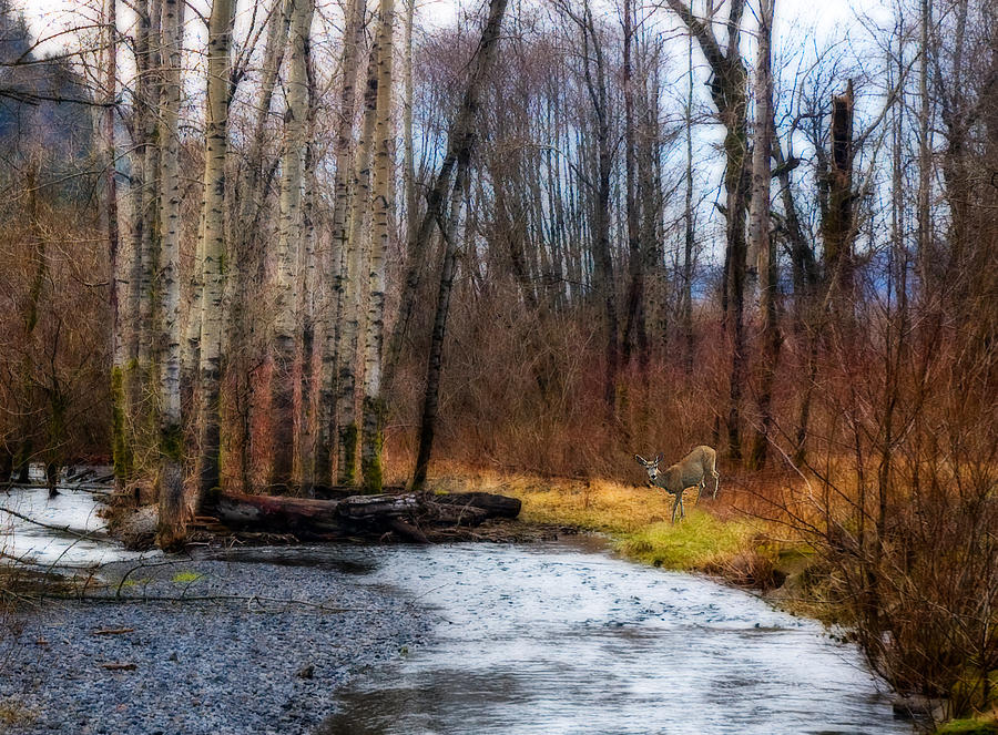 Deer Watches Near Multnomah Falls Photograph by Ginger Wakem