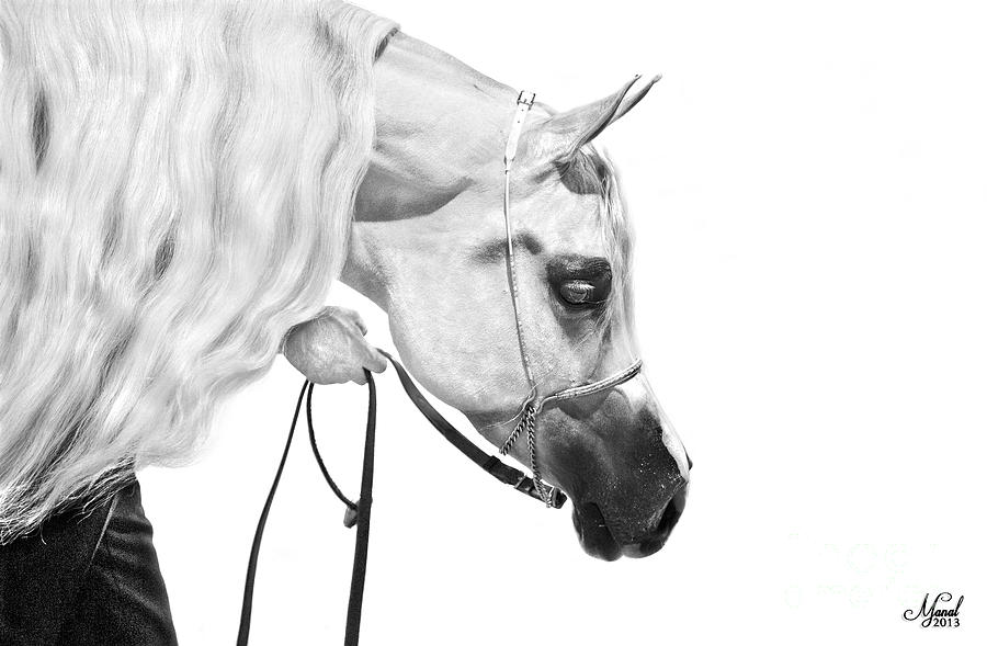 Horse Digital Art - Bess Faizah by Manal Ali