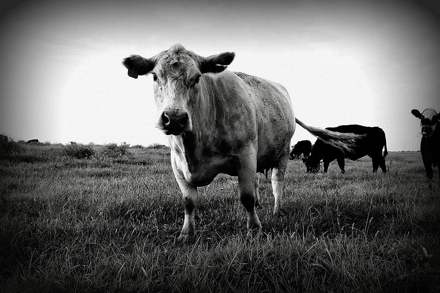 Bessy Photograph by Kate Rogers | Fine Art America