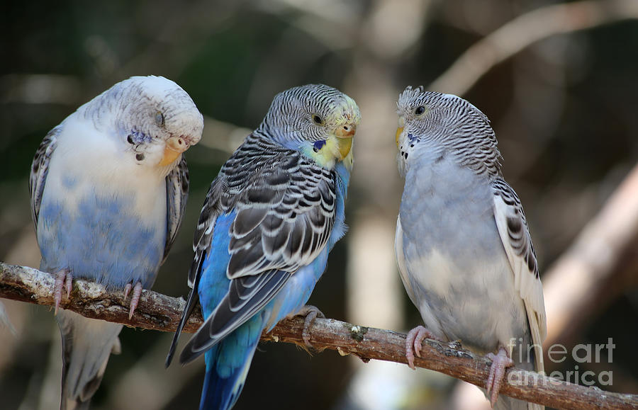 Parakeet Photograph - Best Budgies by Marty Fancy