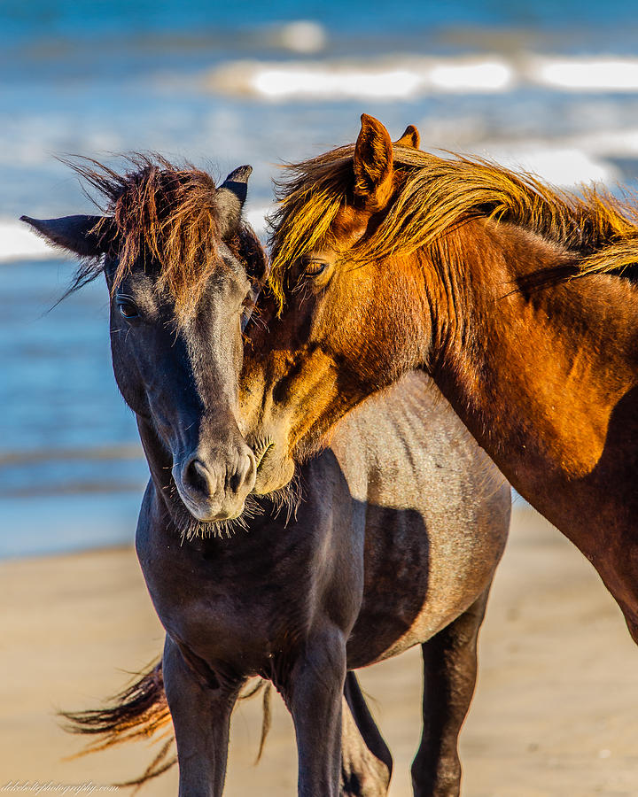 Best Buds Photograph by Deke Bolte | Fine Art America