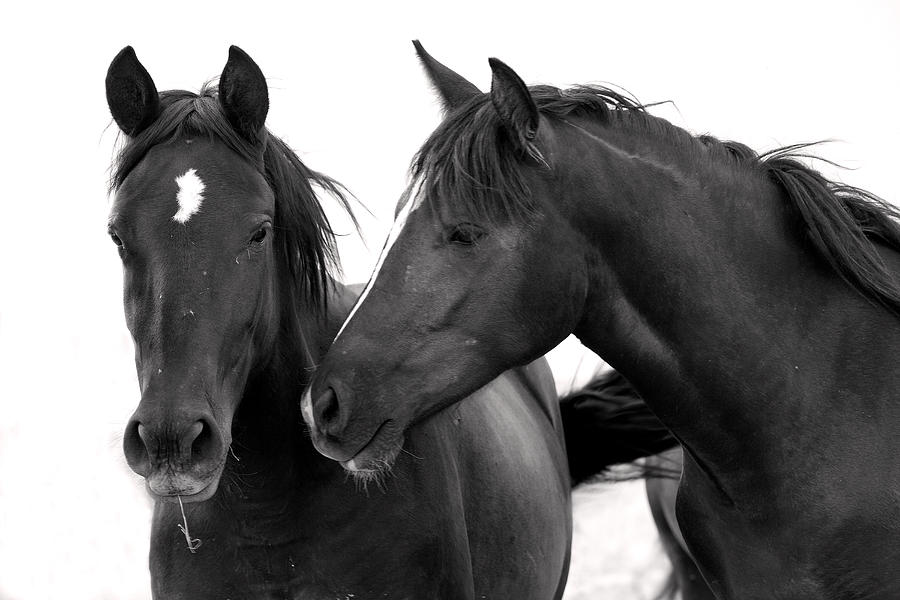 Best Buds Wild Mustangs Photograph by Rich Franco