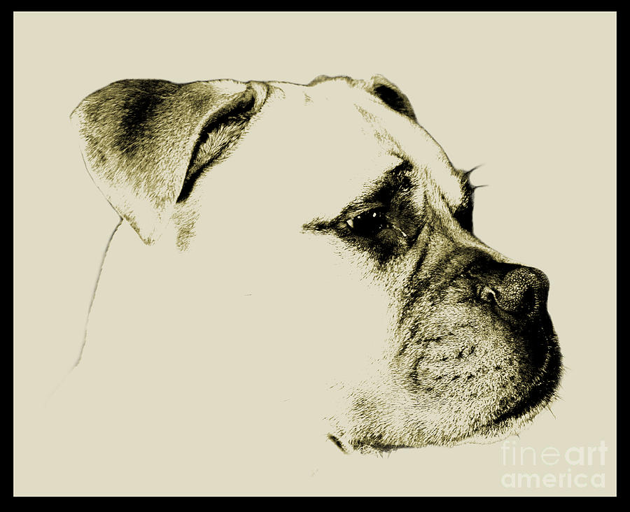 Dog Photograph - Best Friend by Barry Lamont