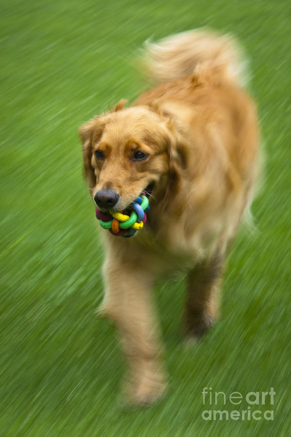 Dog Photograph - Best Friend Oakley by Roger Bailey