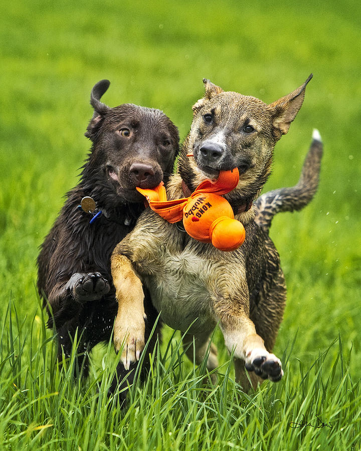 Dog Photograph - Best Friends 2011 by Joan Davis