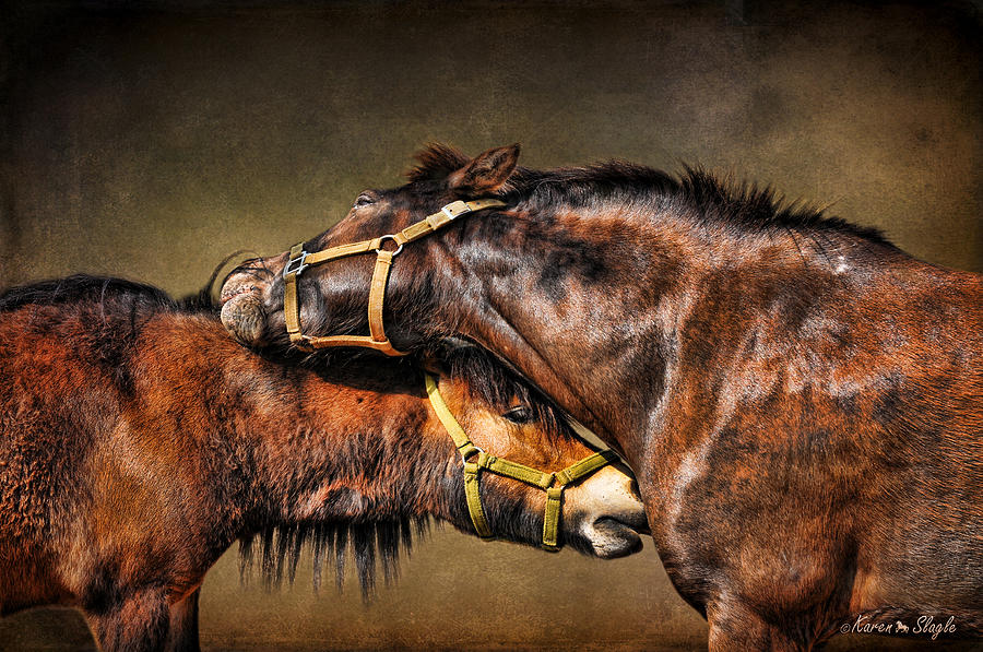Horse Photograph - Best Friends Forever by Karen Slagle