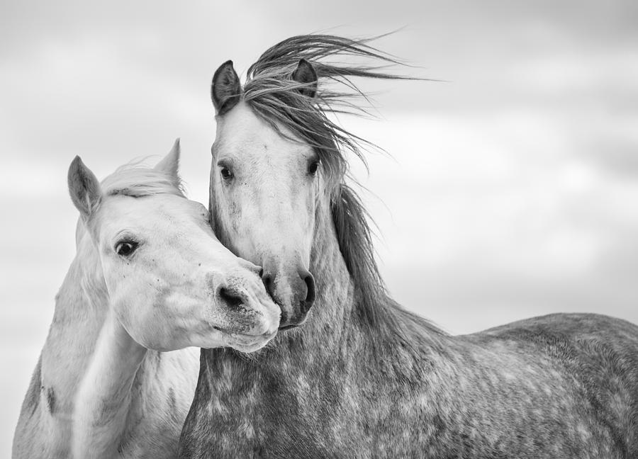 Horse Photograph - Best Friends I by Tim Booth