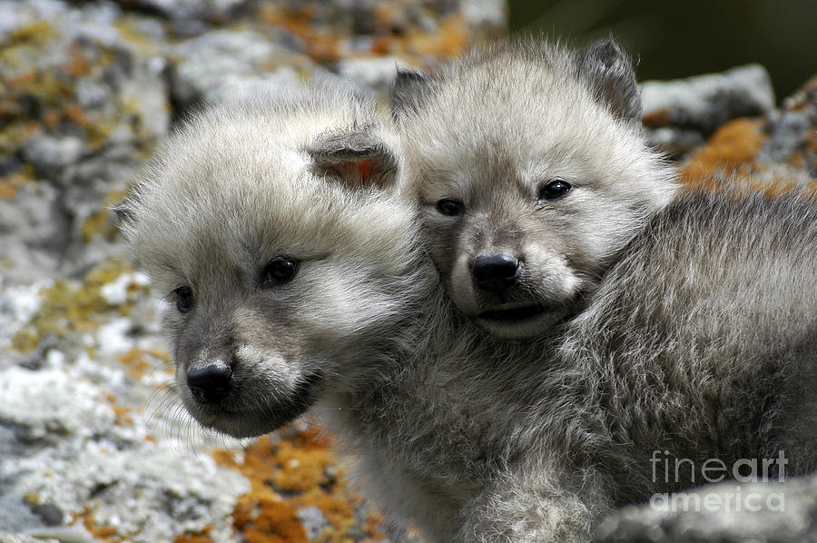 Wolves- Best Friends Photograph by Wildlife Fine Art
