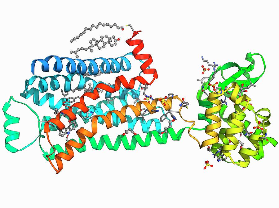 Бета структура белка. Receptor molecules. Beta-1 adrenergic receptor antibody Liver. Альфа и бета рецепторы.