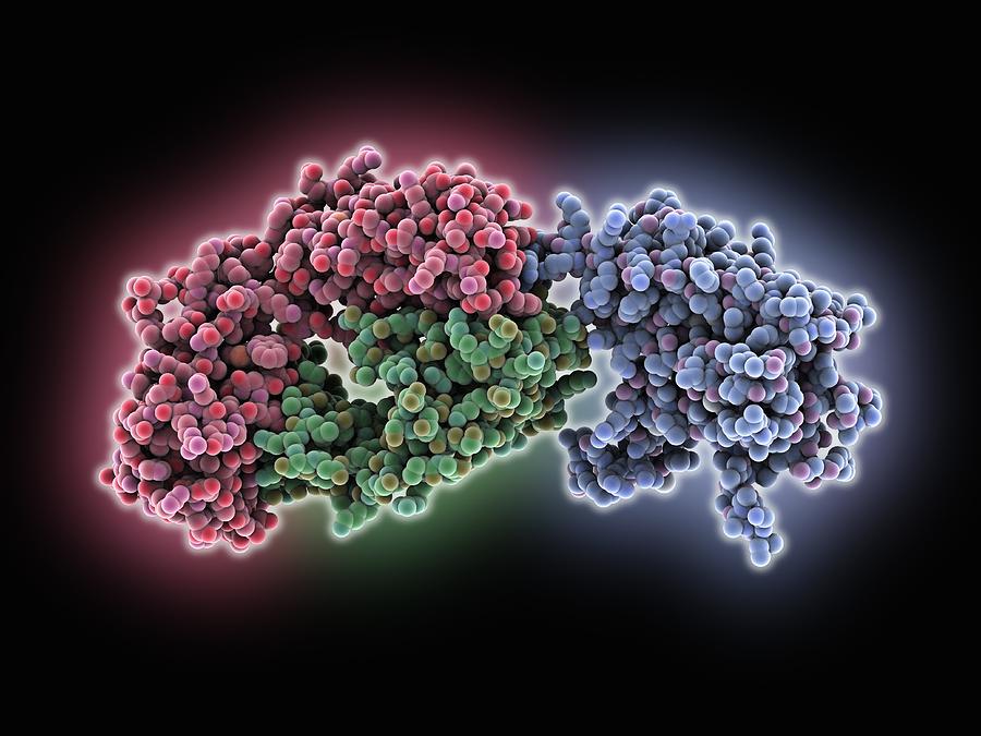 Molecule Photograph - Beta-2 adrenergic receptor molecule by Science Photo Library