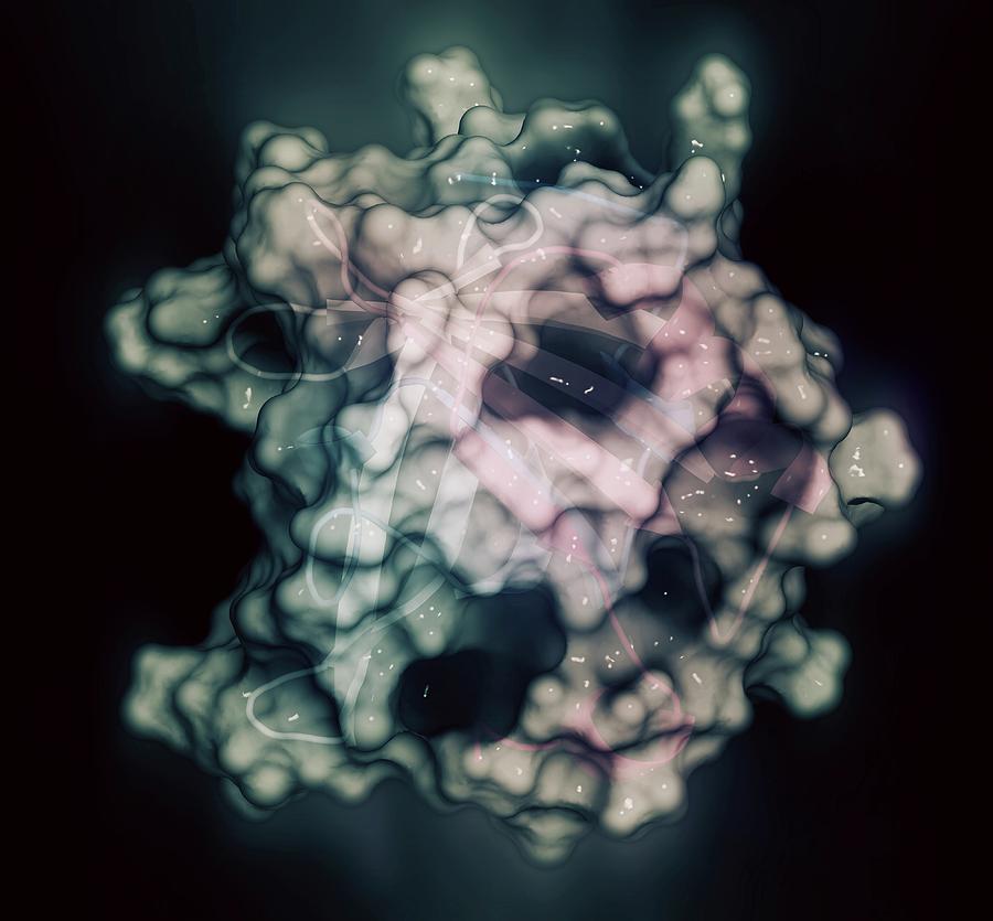Beta-lactoglobulin Protein Molecule Photograph by Molekuul/science Photo Library