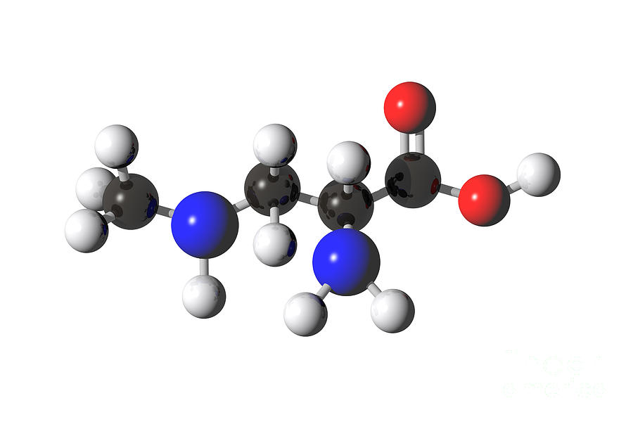 Beta-methylamino-l-alanine, Molecular Photograph by Carol and Mike Werner