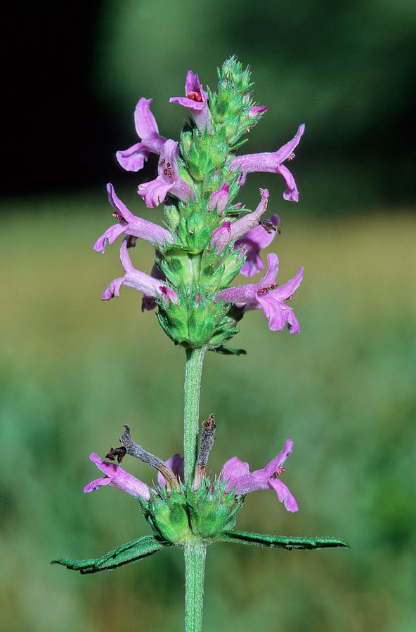 Betony (stachys Officinalis) Photograph by Bruno Petriglia/science ...