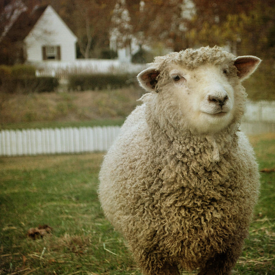 Sheep Photograph - Betsy by Sharon Kalstek-Coty
