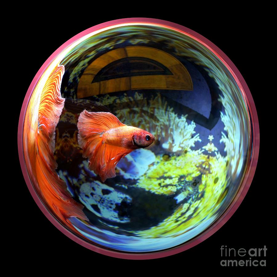 Fish Photograph - Betta Bowl by Renee Trenholm