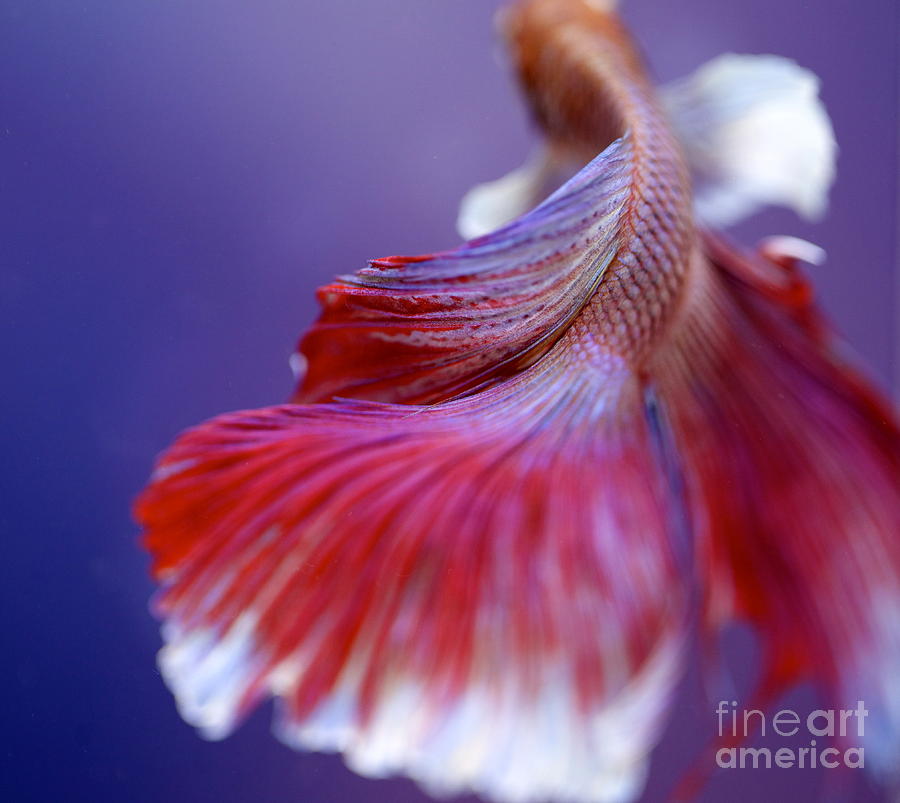 Fish Photograph - Betta Fish Beauty by Jennifer Gaida