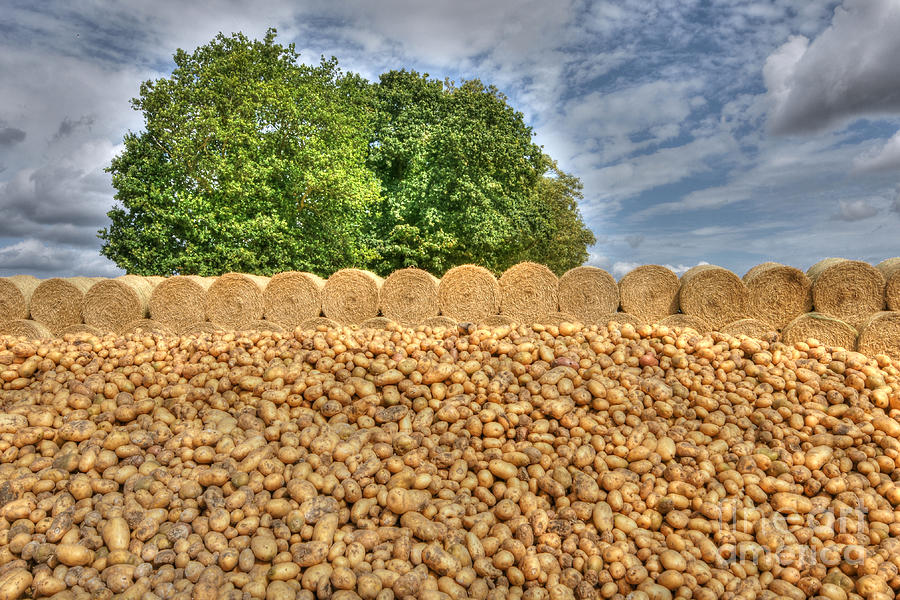 Potato Pile Photograph by David Birchall