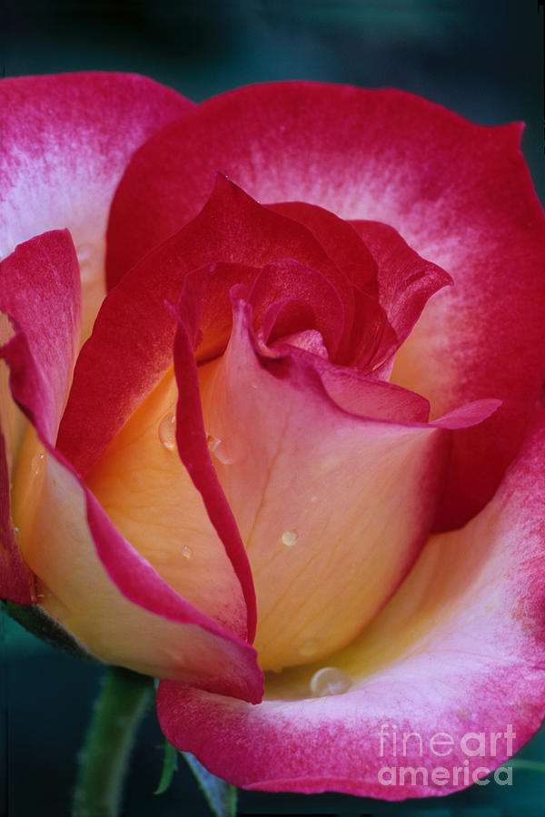 Betty Boop Rose Photograph by Chris Scroggins