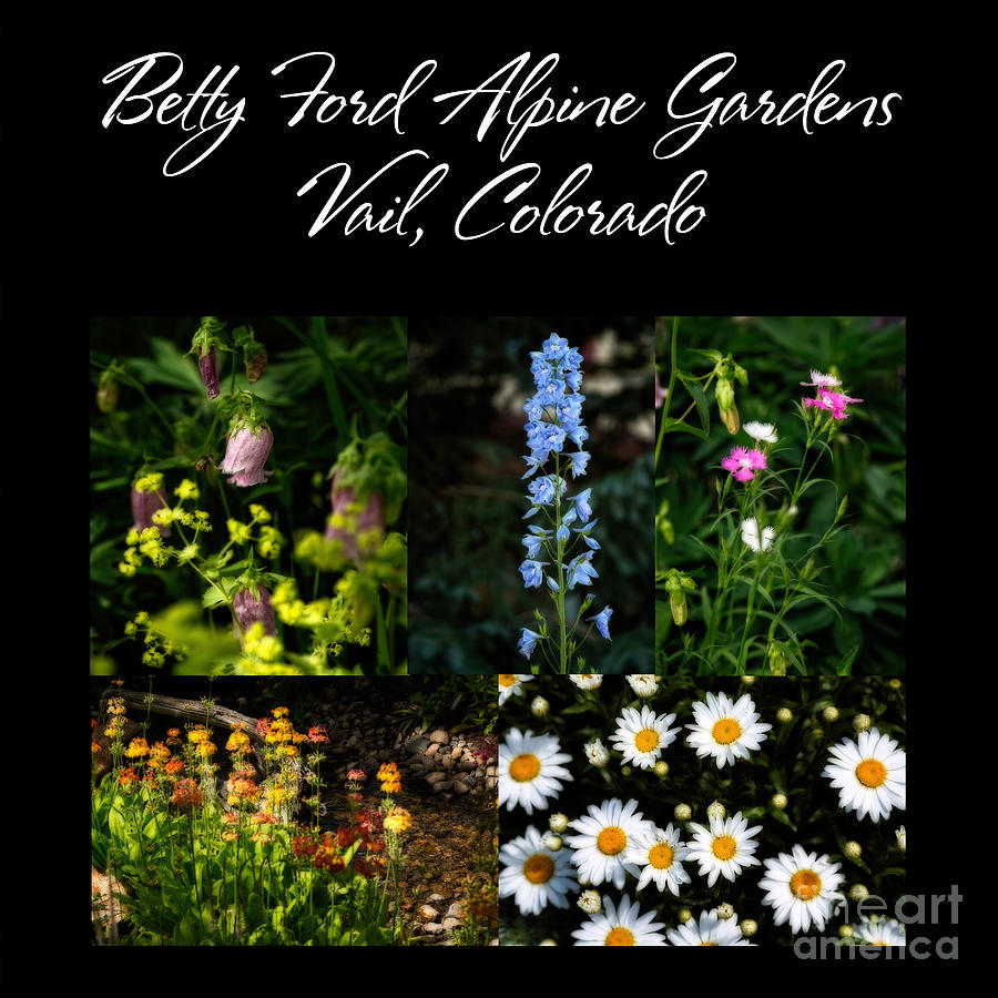 Betty Ford Alpine Gardens Photograph by Jon Burch Photography