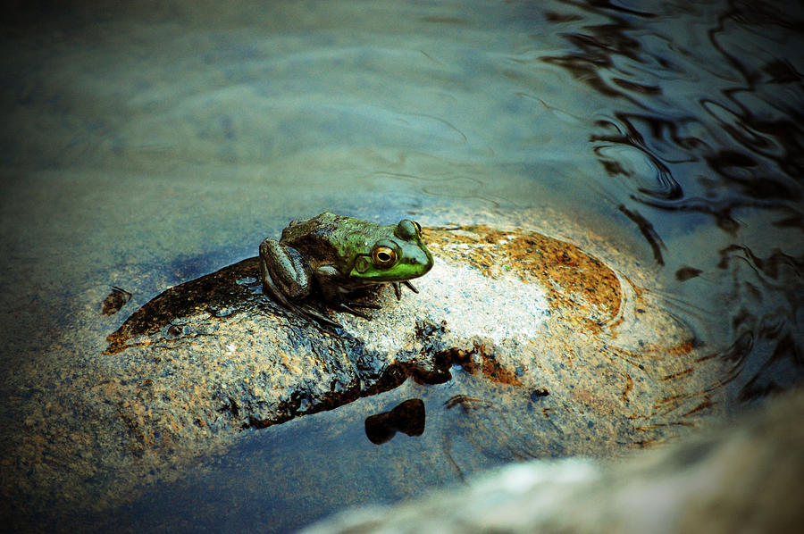 Between a Frog and a Hard Place Photograph by Holly Blunkall