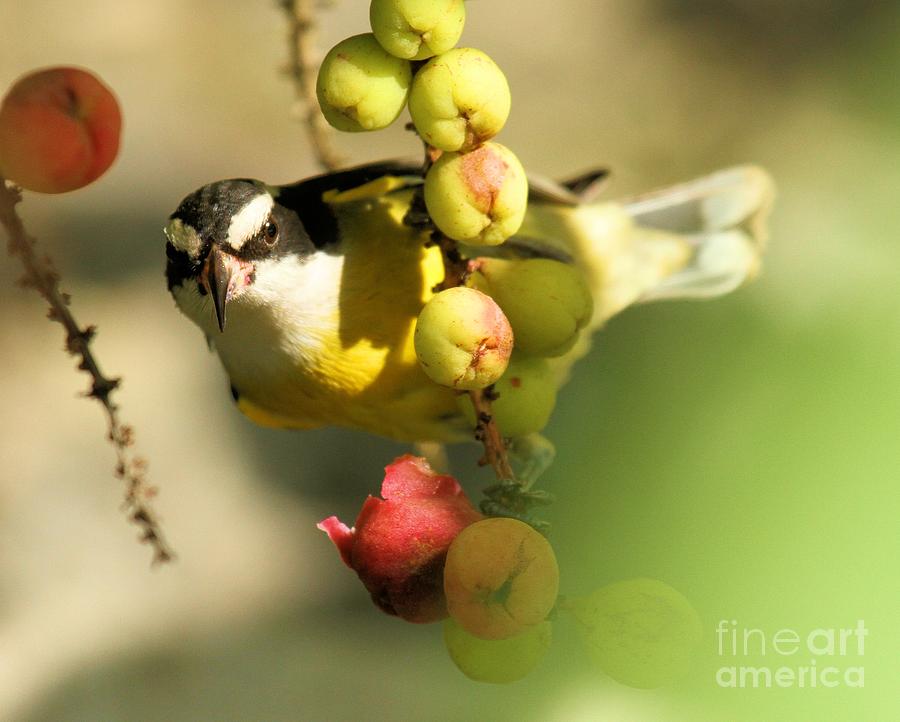 Bananaquit Photograph - Between Berries by Adam Jewell