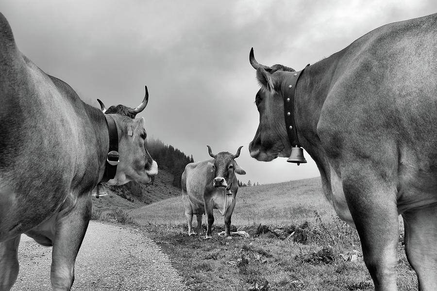 Between Cows Photograph by Larabelova