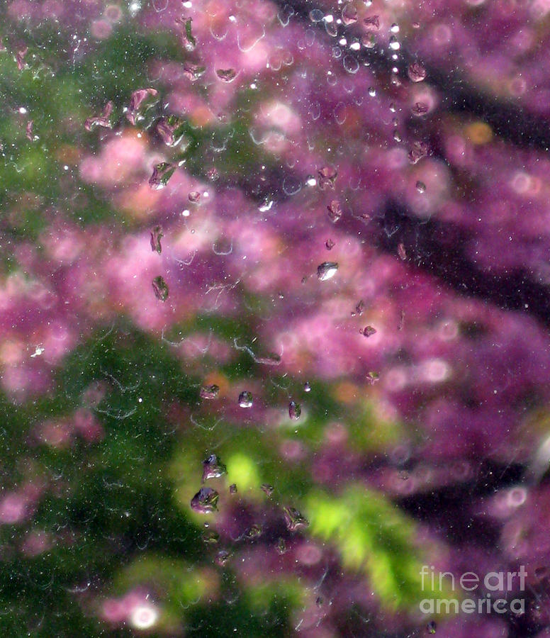 Spring Photograph - Between Spring Rain Showers by Ellen Miffitt