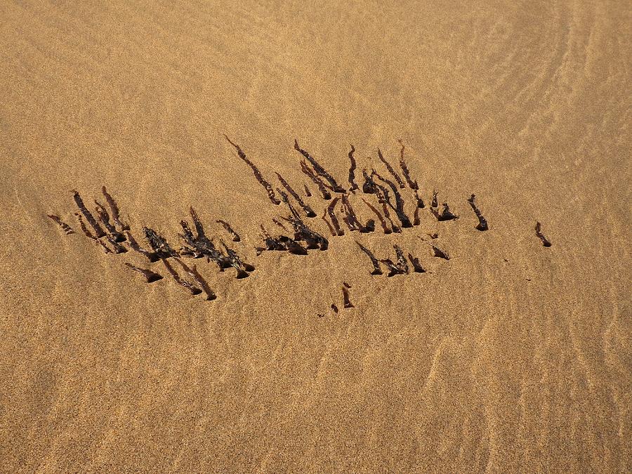 Sand Seaweed And Ripple Marks Beach Texture Photograph by Richard Brookes