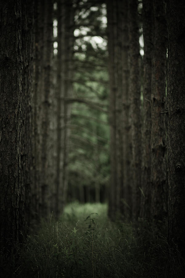 Tree Photograph - Between The Trees by Shane Holsclaw